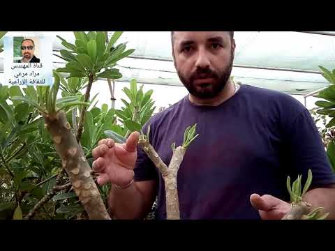 ياسمين هندى طرق تكاثر و تفريق بين انواع الياسمين  حلقة 27