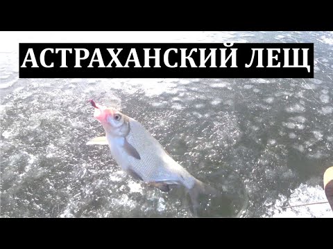 ЛЕЩИ РВУТ СНАСТИ - РЫБАЛКА СО ЛЬДА - В ПОИСКАХ РЫБЫ