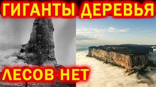 ДЕРЕВЬЯ ИСПОЛИНЫ КРЕМНИЕВОЙ ЭРЫ - 50 КМ И ВЫШЕ!