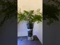 No Dirt, No Problem: Easy Indoor Plant Care Tips🪴😍 Growing Indoor Plants Without Soil🍀🌱🍃🍀☘️🌿