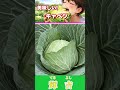 知る人ぞ知る美味しさ！　食味値が優れているお勧めキャベツの品種紹介 #農業 #再生栽培 #家庭菜園#キャベツ#野菜#美味しい