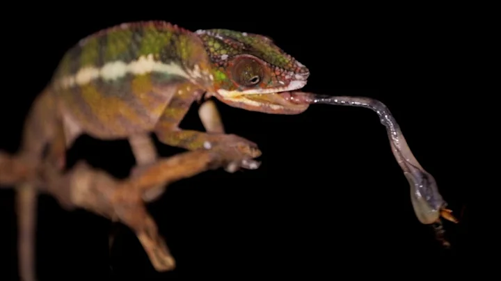 Chameleon Tongue Attack in Slow Motion | BBC Earth Explore