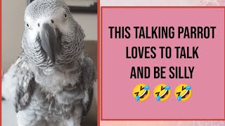#birds #parrots #talkingbirds #funny #animals #pets #greyparrot #funnyvideo #lol #fyp #youtube #fun