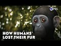 How Humans Lost Their Fur 