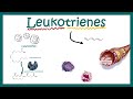 Leukotrienes  structure  function and association with disease