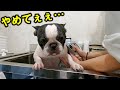 トリマーさんにシャンプーされて落ち込むフレブルｗｗｗ【ボストンテリア・フレンチブルドッグ】