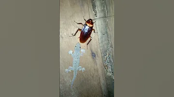 Lizard Vs Cockroach Shorts 