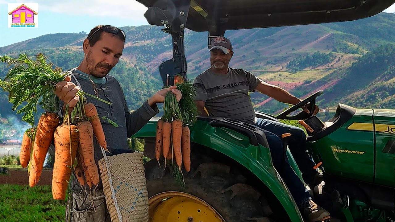 el PARAISO de las zanahorias en Constanza republica dominicana - YouTube