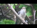 ツツドリ（2）鳴く（飛島） - Oriental Cuckoo - Wild Bird - 野鳥 動画図鑑