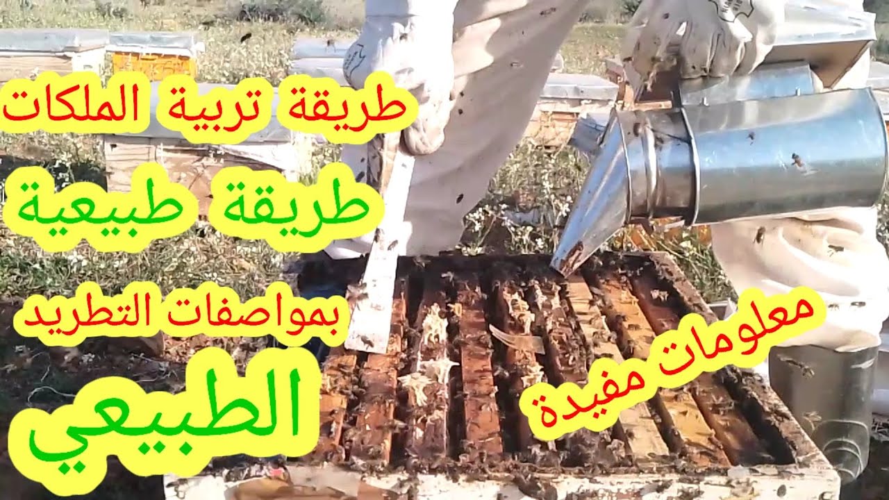 كيفية تربية الملكات بمواصفات التطريد الطبيعي/ طريقة تربية الملكات والاستفادة منها/