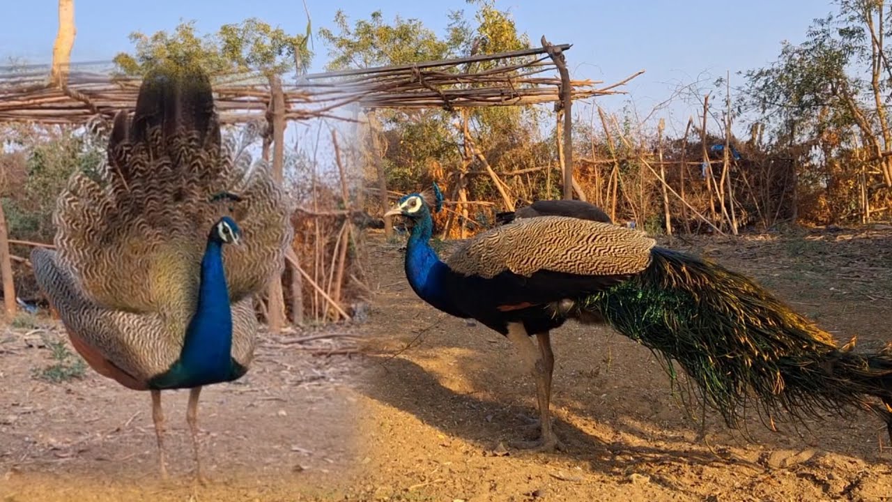 Peacock Birds Reel Attack Animals Video/ Peafowl Bird's Real Puppy Street Attack Video/#birds #anima