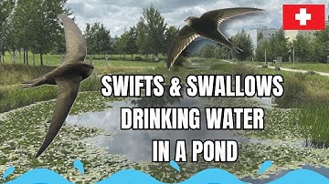 Swifts and Swallows Drinking Water in a Pond