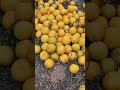 La vida del campo es saludable, cuantas naranjas, shorts