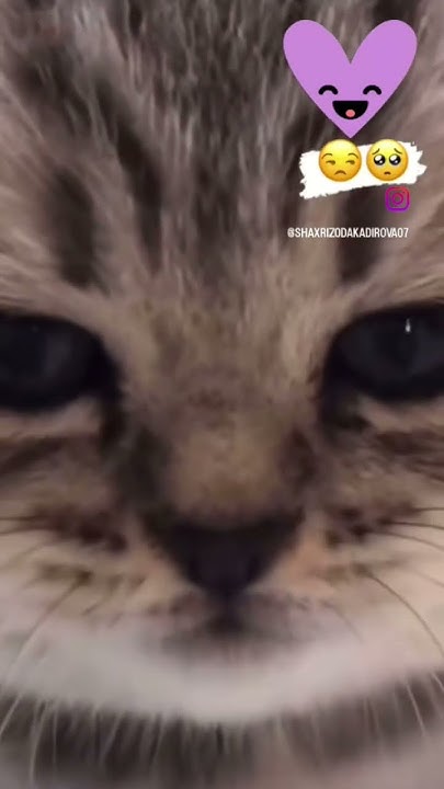 милые котёнки 🐱 - YouTube