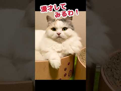 漫才をする猫達 #Shorts