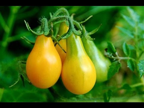 Vídeo: Sobre os tomates de pêra amarela: Aprenda sobre o cultivo de plantas de tomate de pêra amarela