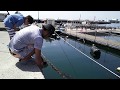 タコ師匠のタコ釣り＾＾【城ヶ島】Octopus fishing