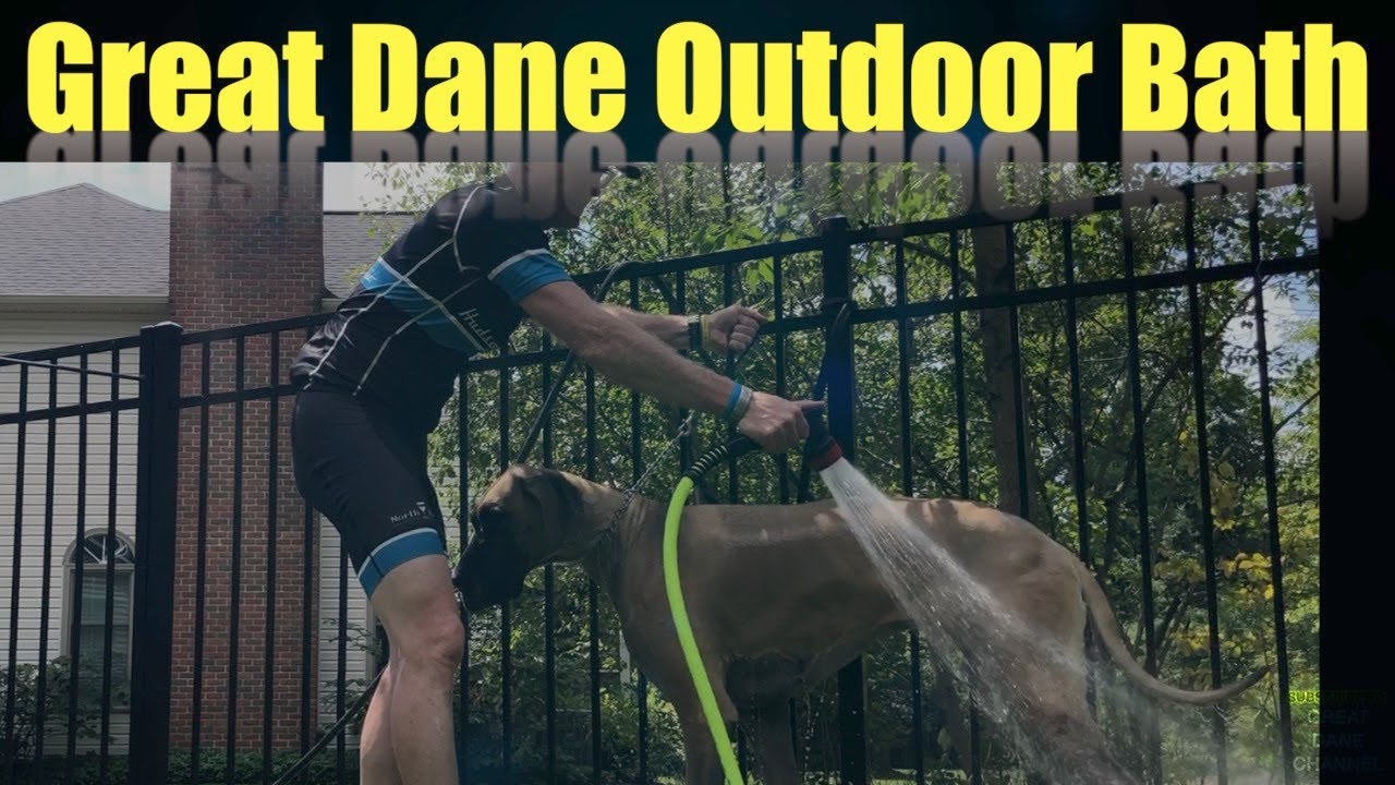 Great Danes get an outdoor bath YouTube