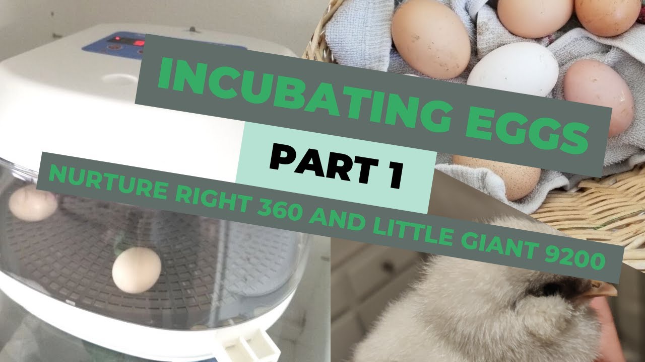Incubating Chicken Eggs with NURTURE RIGHT 360 and LITTLE GIANT 9200