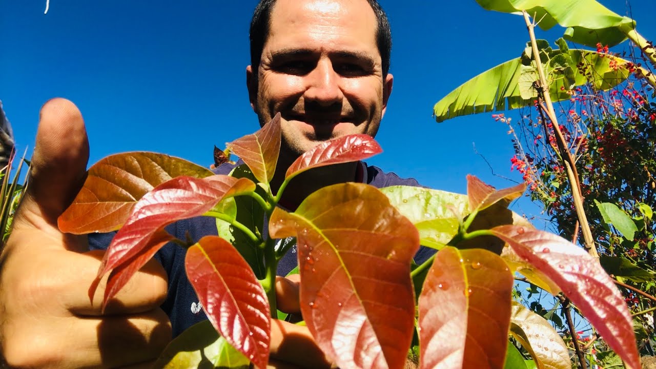 COMO PODAR O ABACATEIRO YouTube