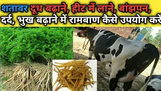 Cow Buffalo Milk increasing ayurveda medicine Shatavar शतावर का दूध बढ़ाने में उपयोग Dairy farm Talk