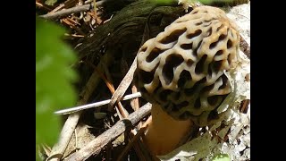 Morel Mushroom Picking 2023 screenshot 5