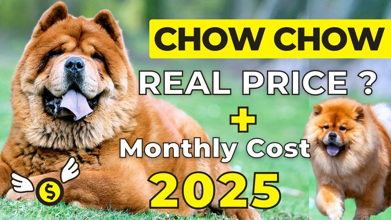 chow-chow-dog-price-in-india-2025-chow-chow-price-and-monthly
