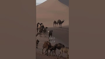 #اكسبلور #المصحف #قران_كريم #قرآن #تلاوة_خاشعة #تلاوة_هادئة
