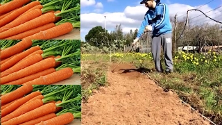 Coltivare le Carote, preparazione terreno, fertilizzazione e semina.