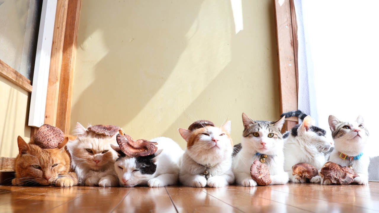 しいたけのせ猫 230509 - YouTube