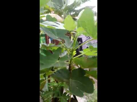 Video: Apa Itu Pummelo: Petua Untuk Menanam Pokok Pomelo