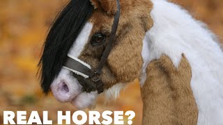 REALISTIC HOBBYHORSE [Irish cob]
