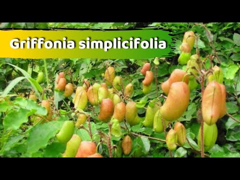 Video: Griffonia simplicifolia siv rau dab tsi?