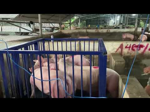 Video ✅ Cân Điện Tử Cân Heo, Phần Mềm Cân Heo In Phiếu Theo... - youtube