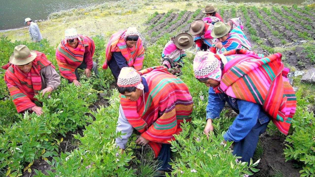 Хозяйство перу Хозяйство перу
