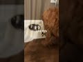 all the preppy pups eat like THIS!!!!!!!!!