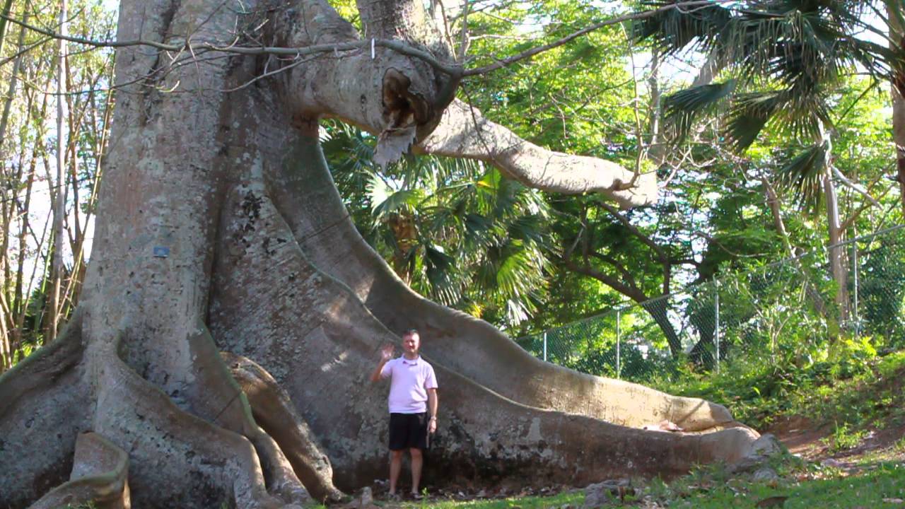 Kapok Tree In Botanical Garden Bermuda Youtube