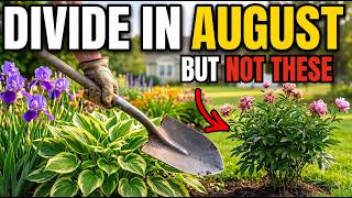 8 Perennials You MUST Divide in August (And 7 That Die If You Try)