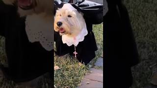 OS MELHORES MOMENTOS DO VALE DOS DOGUINHOS (Nomes Insuportáveis)! (Part 4) #viral #shorts #humor