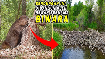 Bendungan Raksasa Ini Dibangun Oleh Berang Berang Biwara! Inilah 5 Arsitek Hewan Terbaik