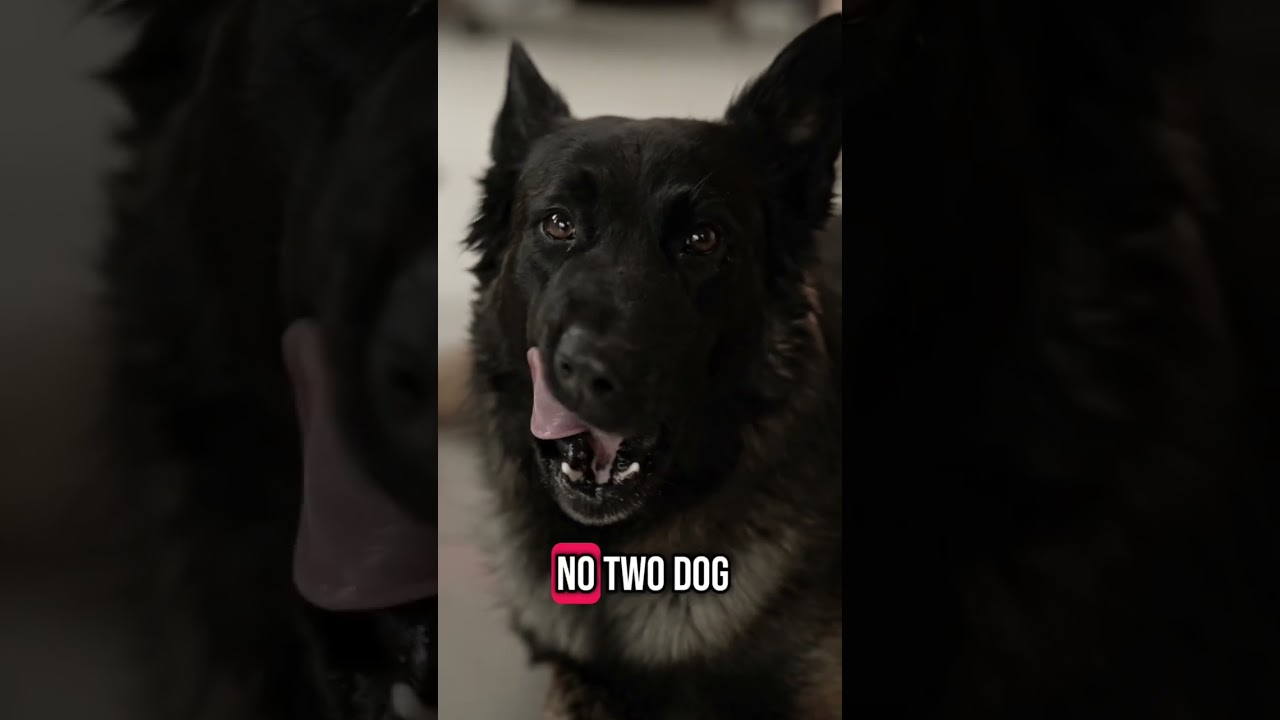 Did You Know THIS About Dogs? 🐶#dogfacts #forkids #didyouknow #dogshorts #petvideos #funfacts