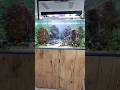 If only it were this easy! #aquascaping #aquarium #aquascape #fishtank
