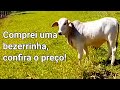 Comprei mais uma bezerrinha, confira o preço!