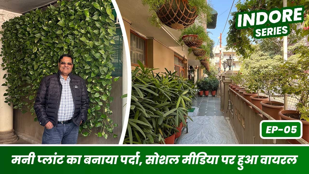 मनी प्लांट का बनाया पर्दा , सोशल मीडिया पर हुआ वायरल 😱🌱 देखके दंग रह जाओगे 🪴 EP-05