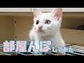 【保護猫】初めて部屋で遊ばせたら、子猫たちが…汗