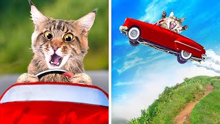 CATS CAR RACE CATS CAR RACE