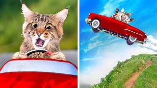 CATS CAR RACE by Cats and other pets 3,023,676 views 4 years ago 3 minutes, 39 seconds