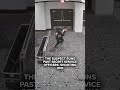 Watch: Prosecutors release video of armed man storming correspondents’ dinner