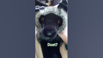 Duet! #silverfox #fox #silver #shorts #fyp #viralvideo #video #fern #duet #friends #best #bestfriend