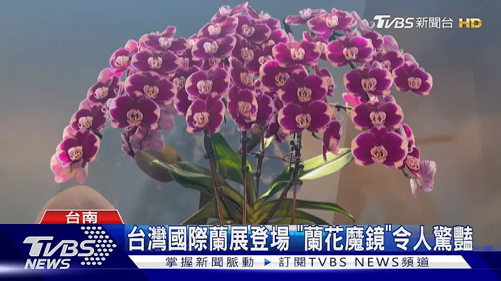 台灣國際蘭展登場!「蘭花魔鏡」令人驚豔｜TVBS新聞 @tvbsnews02 - 天天要聞